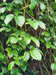 Tetrastigma lanyuense
