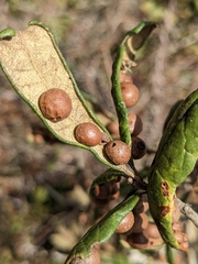 Belonocnema fossoria