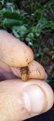 Sauroconcha corneovirens