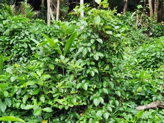 Tetrastigma lanyuense