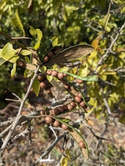 Belonocnema fossoria