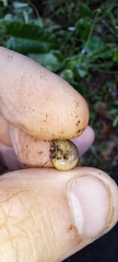 Sauroconcha corneovirens
