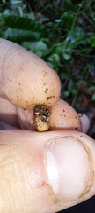 Sauroconcha corneovirens