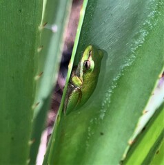 Litoria bicolor
