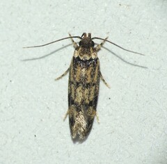 Ardozyga sodalisella