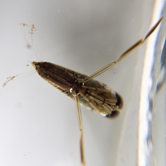 Anisops assimilis