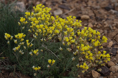 Draba bruniifolia
