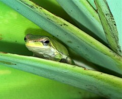 Litoria bicolor