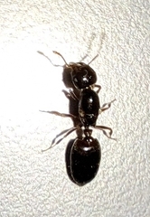 Crematogaster ashmeadi