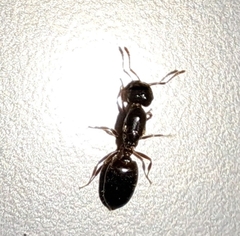 Crematogaster ashmeadi