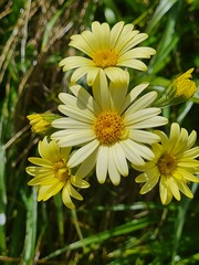 Dolichoglottis lyallii × scorzoneroides