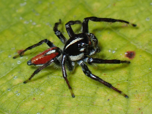 Frigga pratensis