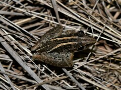 Litoria nasuta