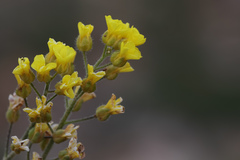 Draba bruniifolia