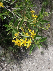 Flourensia thurifera