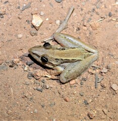 Litoria nasuta