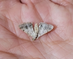 Digrammia colorata