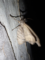 Hypobapta tachyhalotaria