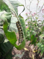 Danaus plexippus