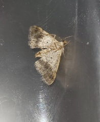 Digrammia colorata