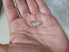 Digrammia colorata