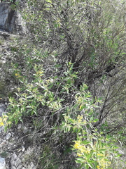 Flourensia thurifera