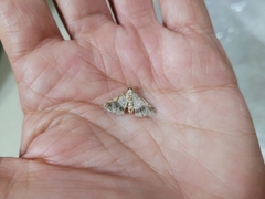 Digrammia colorata