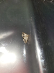 Digrammia colorata