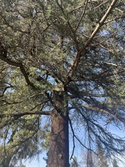 Cedrus deodara