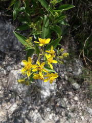 Flourensia thurifera