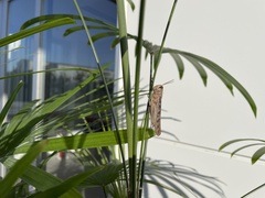Patanga japonica