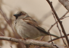 Passer domesticus