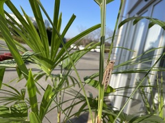Patanga japonica