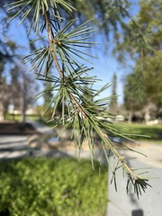Cedrus deodara