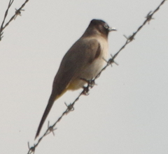 Pycnonotus xanthopygos