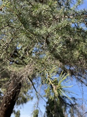 Cedrus deodara