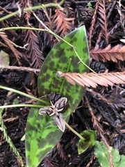 Scoliopus bigelovii
