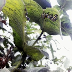Danaus plexippus