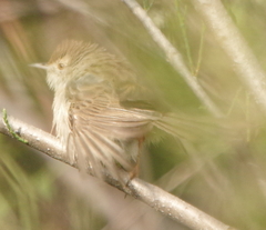 Prinia gracilis