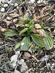 Plantago lanceolata