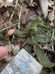 Plantago lanceolata