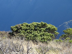 Pinus culminicola