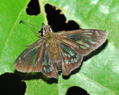 Phanus vitreus