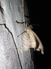 Hypobapta tachyhalotaria