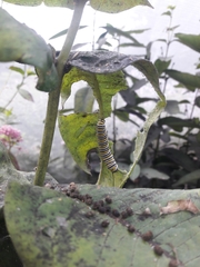 Danaus plexippus