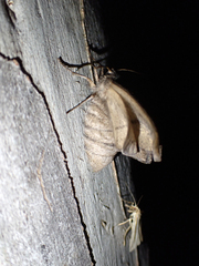 Hypobapta tachyhalotaria