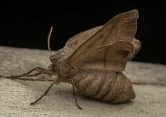 Hypobapta tachyhalotaria