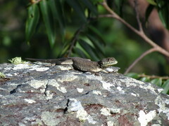 Tropidurus torquatus