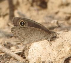 Ypthima asterope