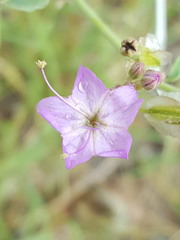 Acleisanthes chenopodioides